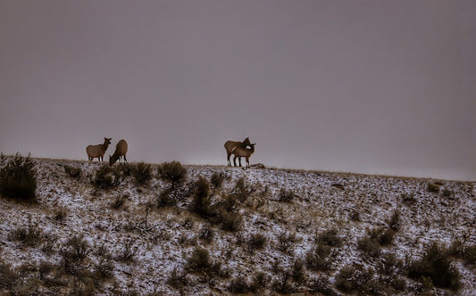 Yellowstone